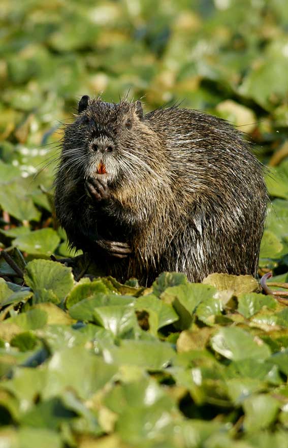 So cosa pensate di me (Nutria)